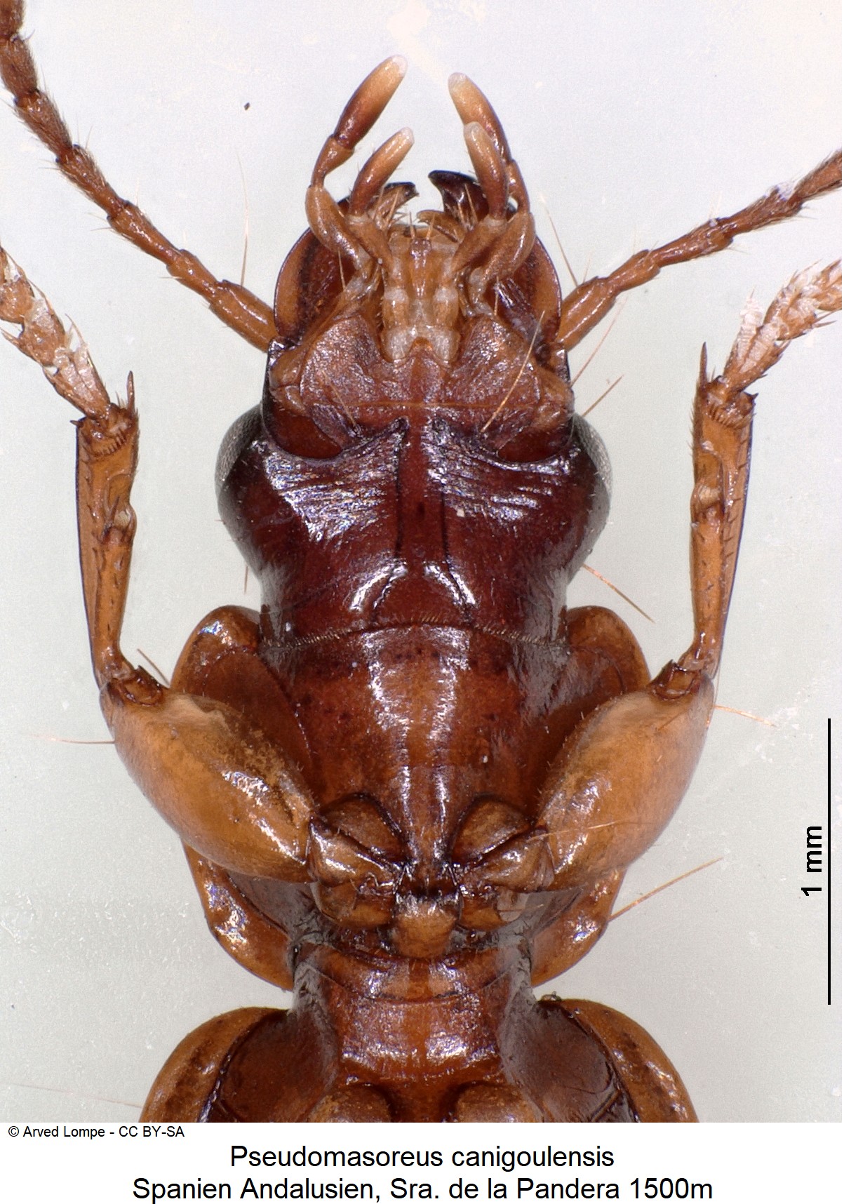 pseudomasoreus_canigoulensis_ck19101_us.jpg