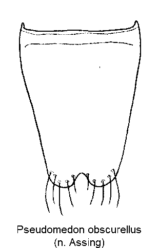 pseudomedon_obscurellus_ster.gif