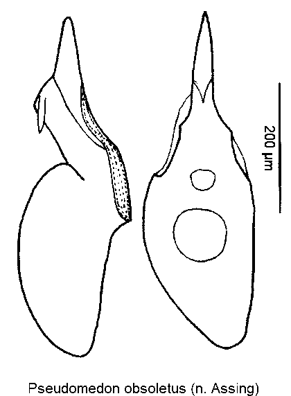 pseudomedon_obsoletus-1.gif