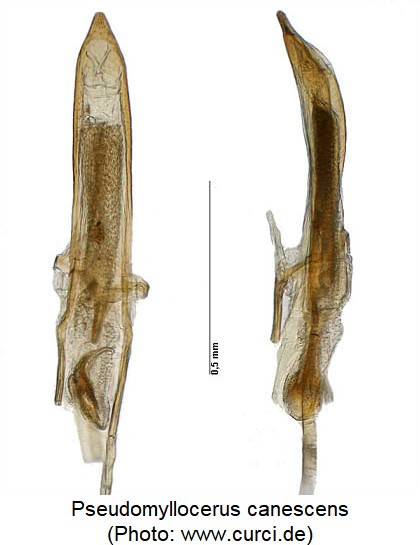 pseudomyllocerus_canescens.jpg