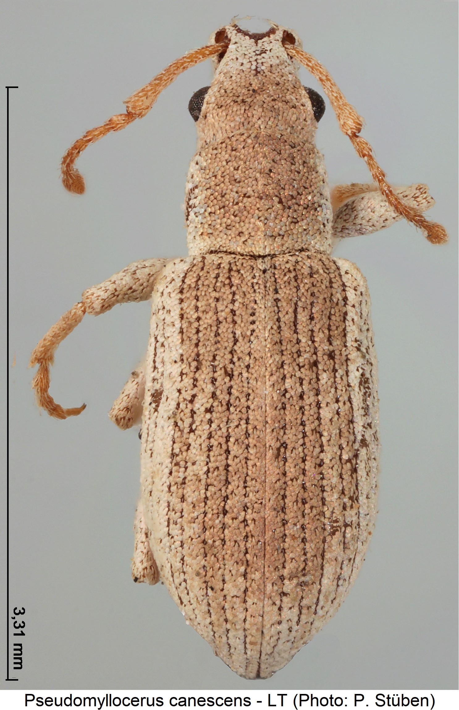 pseudomyllocerus_canescens_hab.jpg