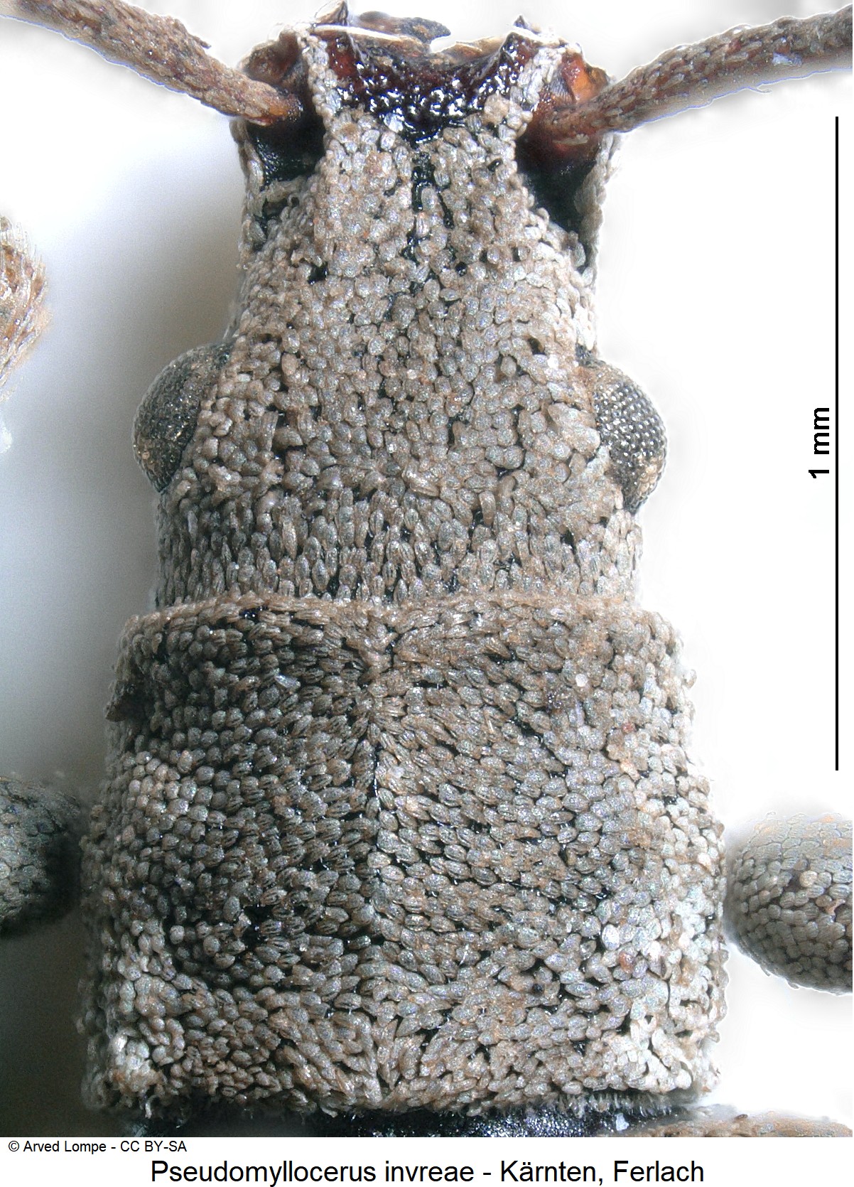 pseudomyllocerus_invreae_ck13761_vk.jpg