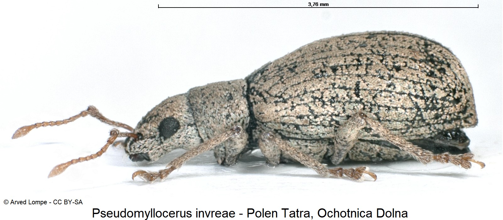 pseudomyllocerus_invreae_ck32763646_sa.jpg