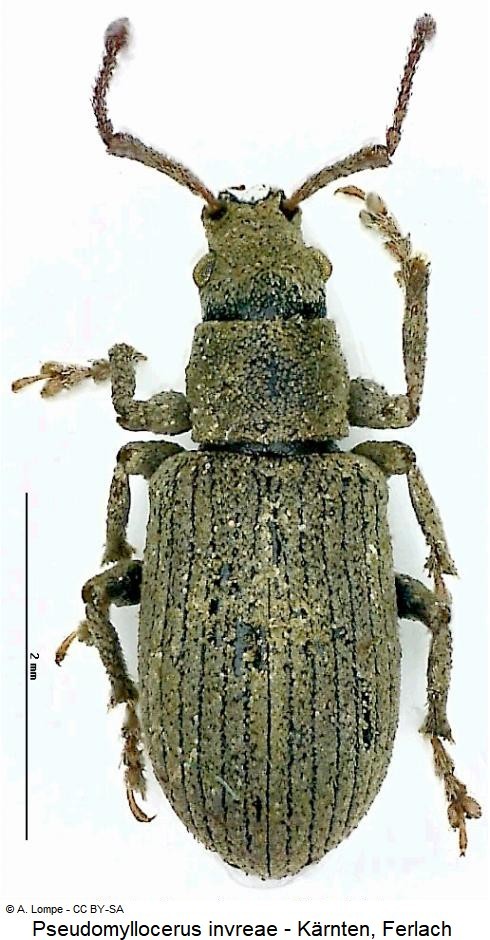 pseudomyllocerus_invreae_hab.jpg