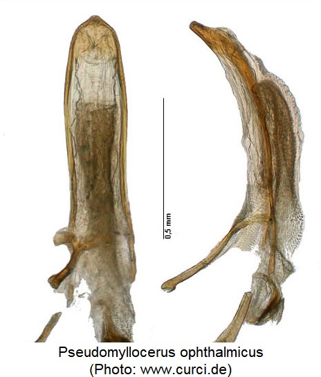 pseudomyllocerus_ophthalmicus.jpg