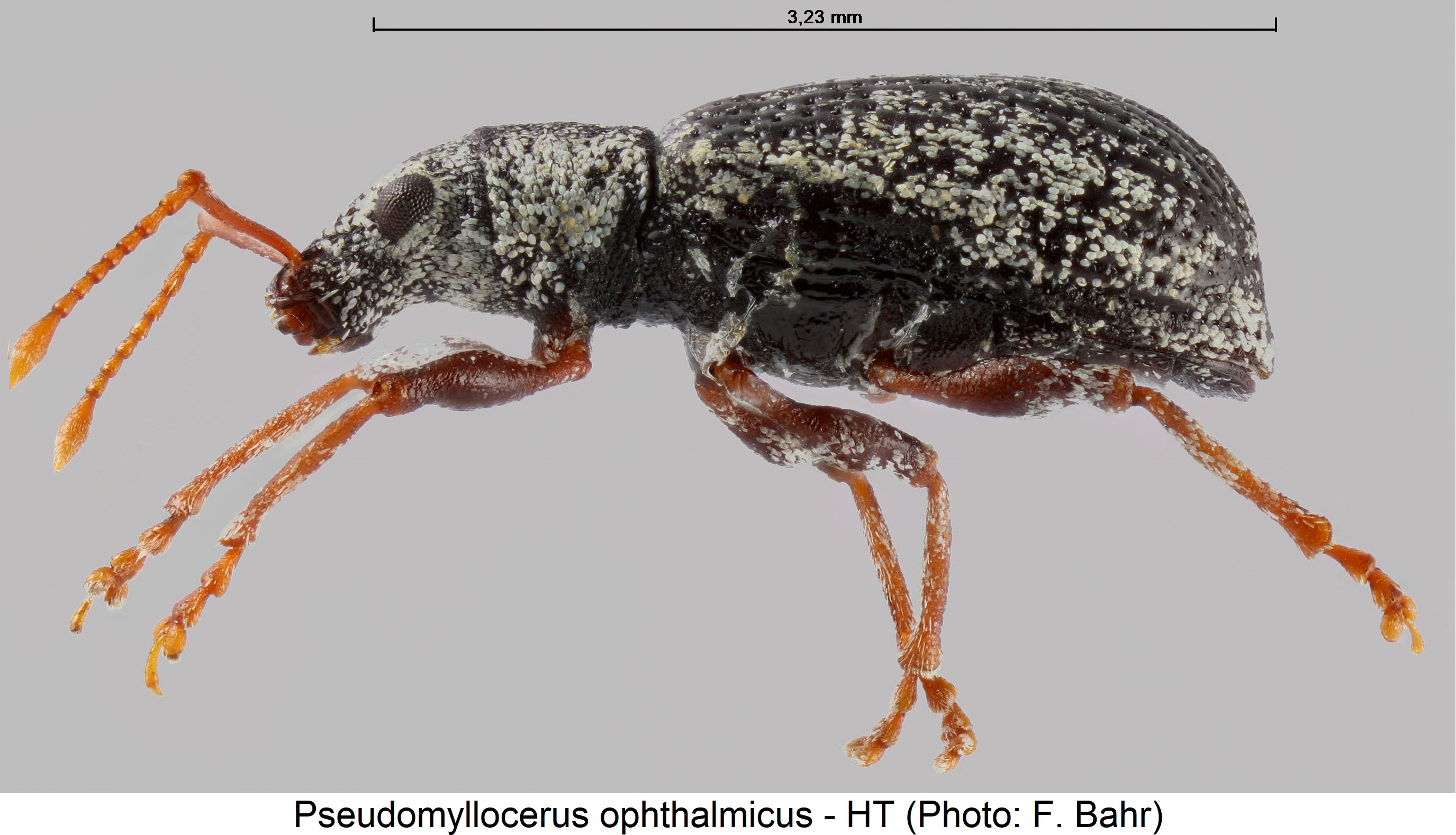 pseudomyllocerus_ophthalmicus_sa.jpg