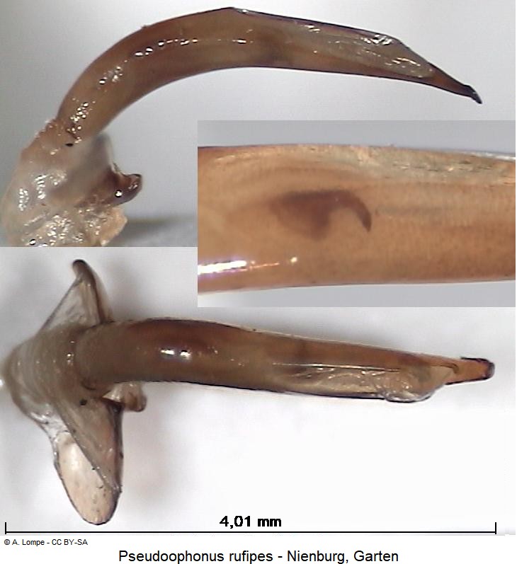 pseudoophonus_rufipes.jpg