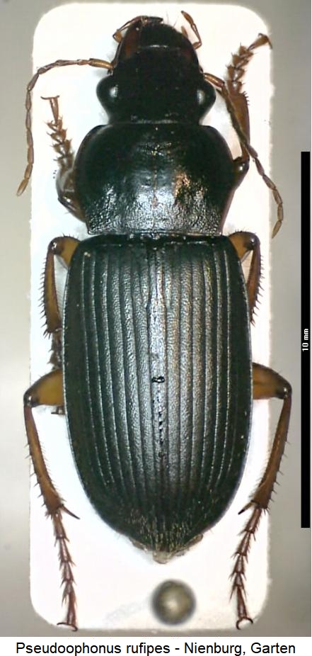 pseudoophonus_rufipes_hab.jpg