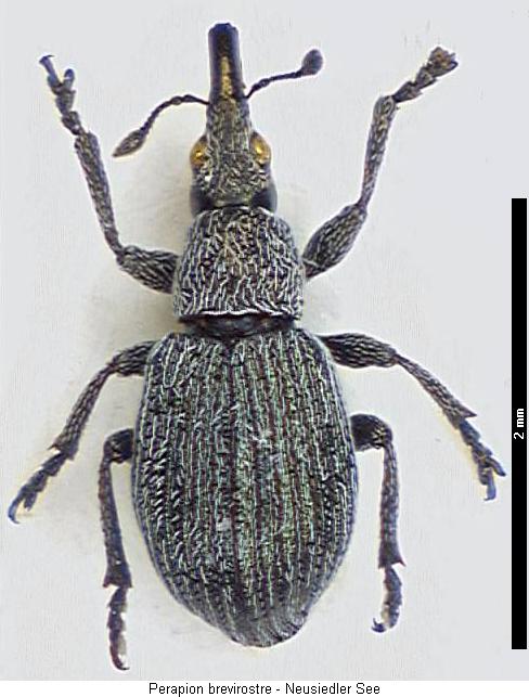 pseudoperapion_brevirostre_hab.jpg