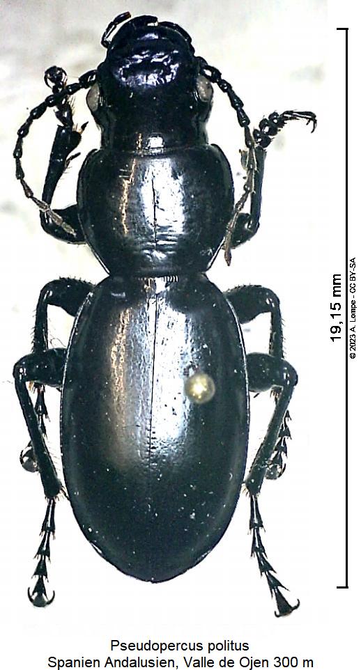 pseudopercus_politus_hab.jpg