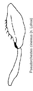 pseudorchestes_cinereus_hb.gif