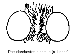 pseudorchestes_cinereus_k.gif