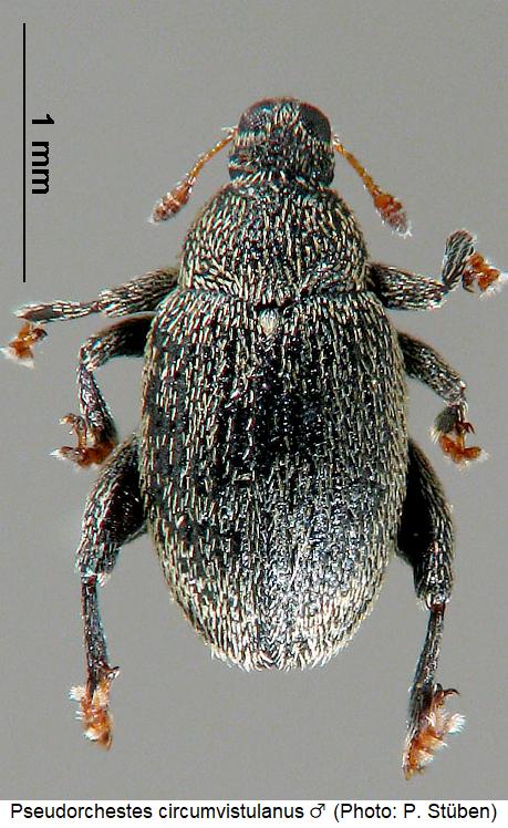 pseudorchestes_circumvistulanus_m_hab.jpg