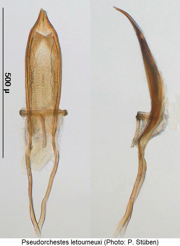 pseudorchestes_letourneuxi.jpg