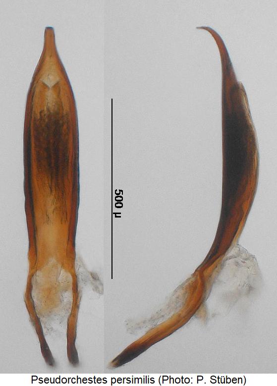 pseudorchestes_persimilis.jpg