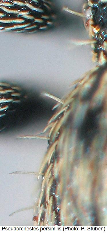 pseudorchestes_persimilis_fld.jpg
