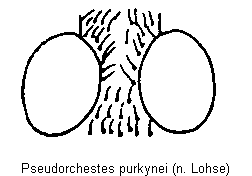 pseudorchestes_purkynei_k.gif