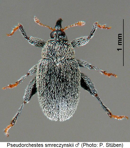 pseudorchestes_smreczynskii_m_hab.jpg