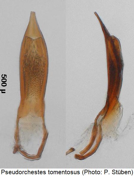 pseudorchestes_tomentosus.jpg