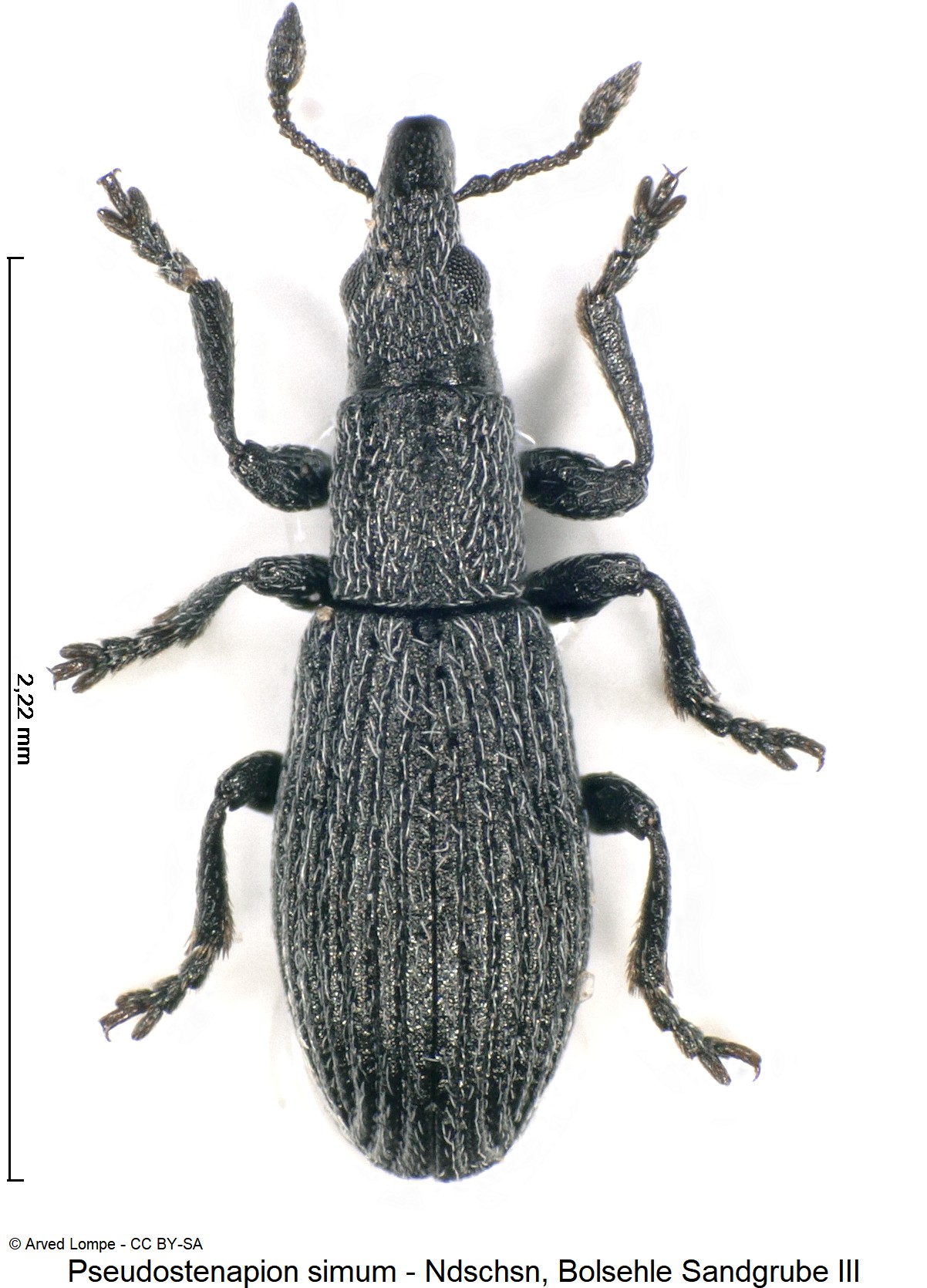 pseudostenapion_simum_ck32038154_hab.jpg