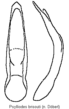 psylliodes_brisouti.gif
