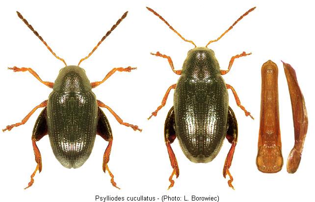 psylliodes_cucullatus.jpg
