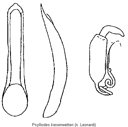 psylliodes_kiesenwetteri.gif