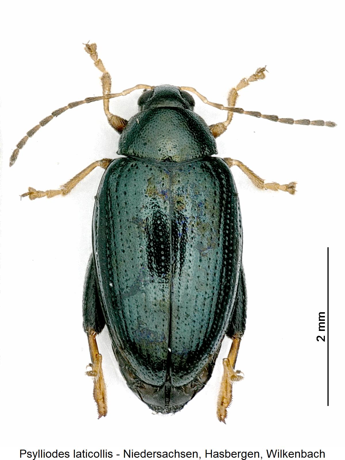 psylliodes_laticollis_hab.jpg