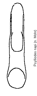 psylliodes_napi.gif