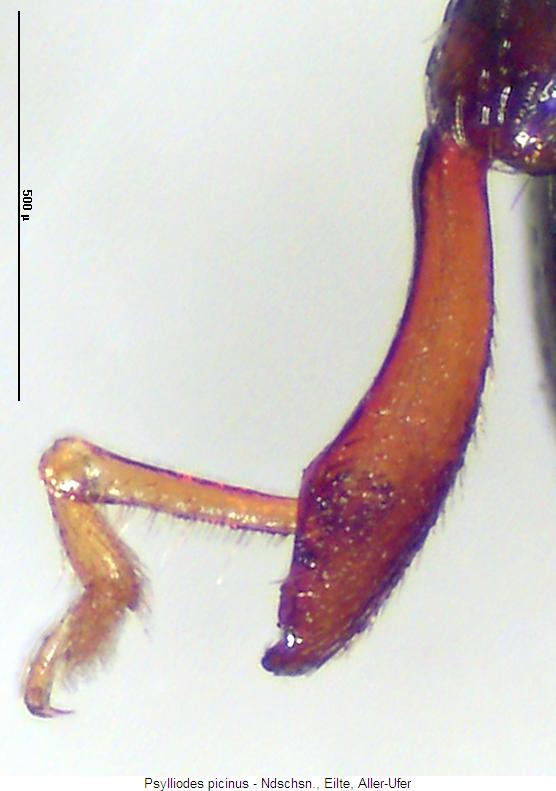 psylliodes_picinus_hschn.jpg
