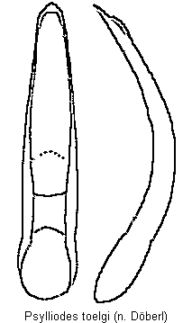 psylliodes_toelgi.gif