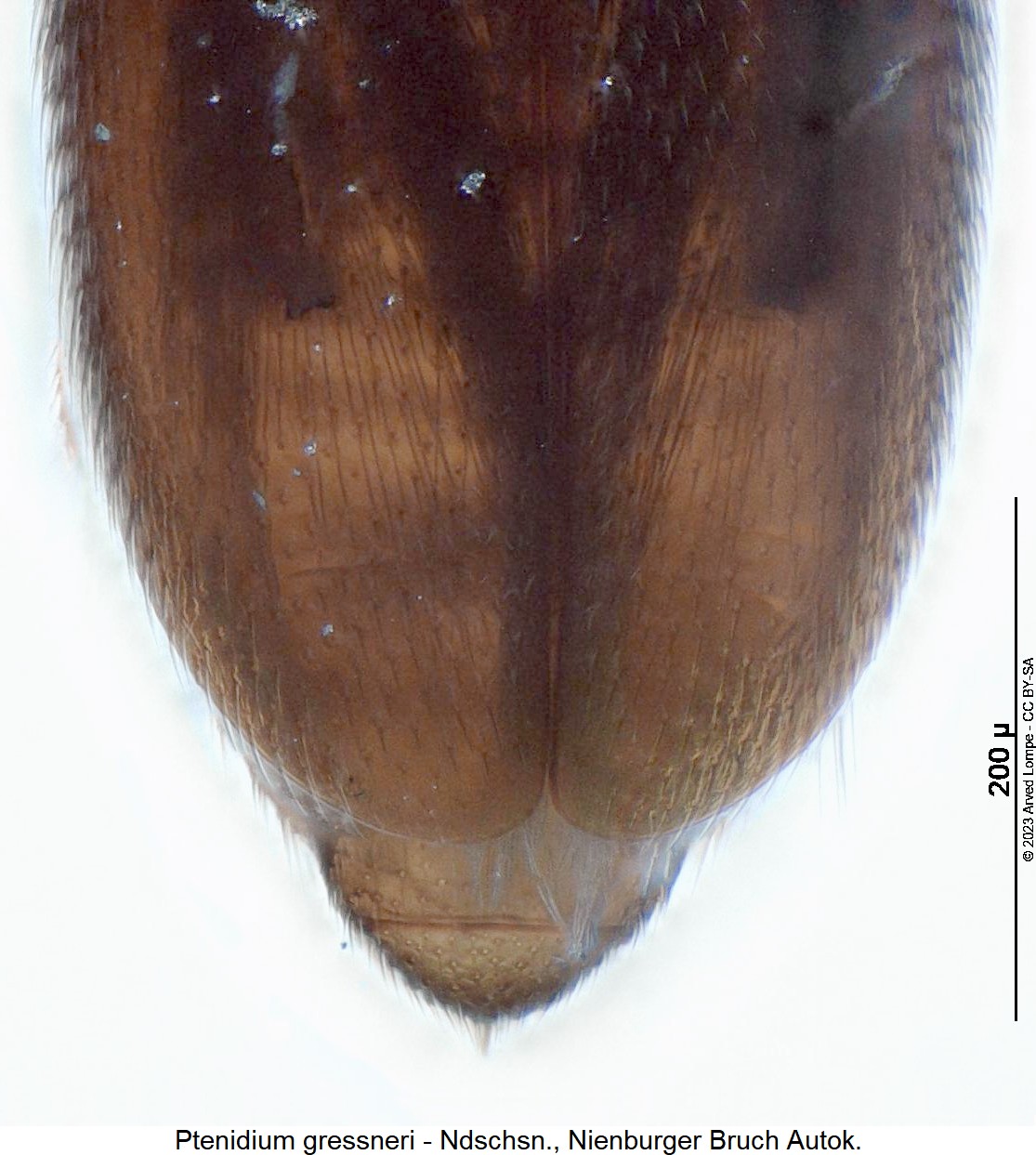 ptenidium_gressneri_hlb.jpg