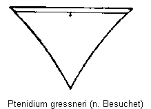 ptenidium_gressneri_scut.gif