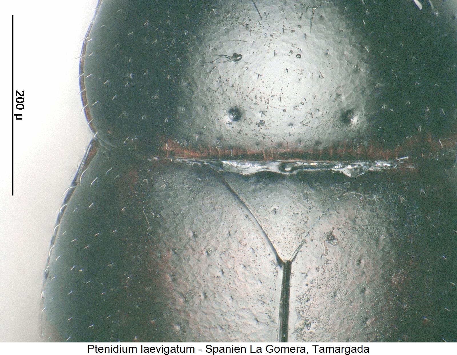 ptenidium_laevigatum_hsch.jpg