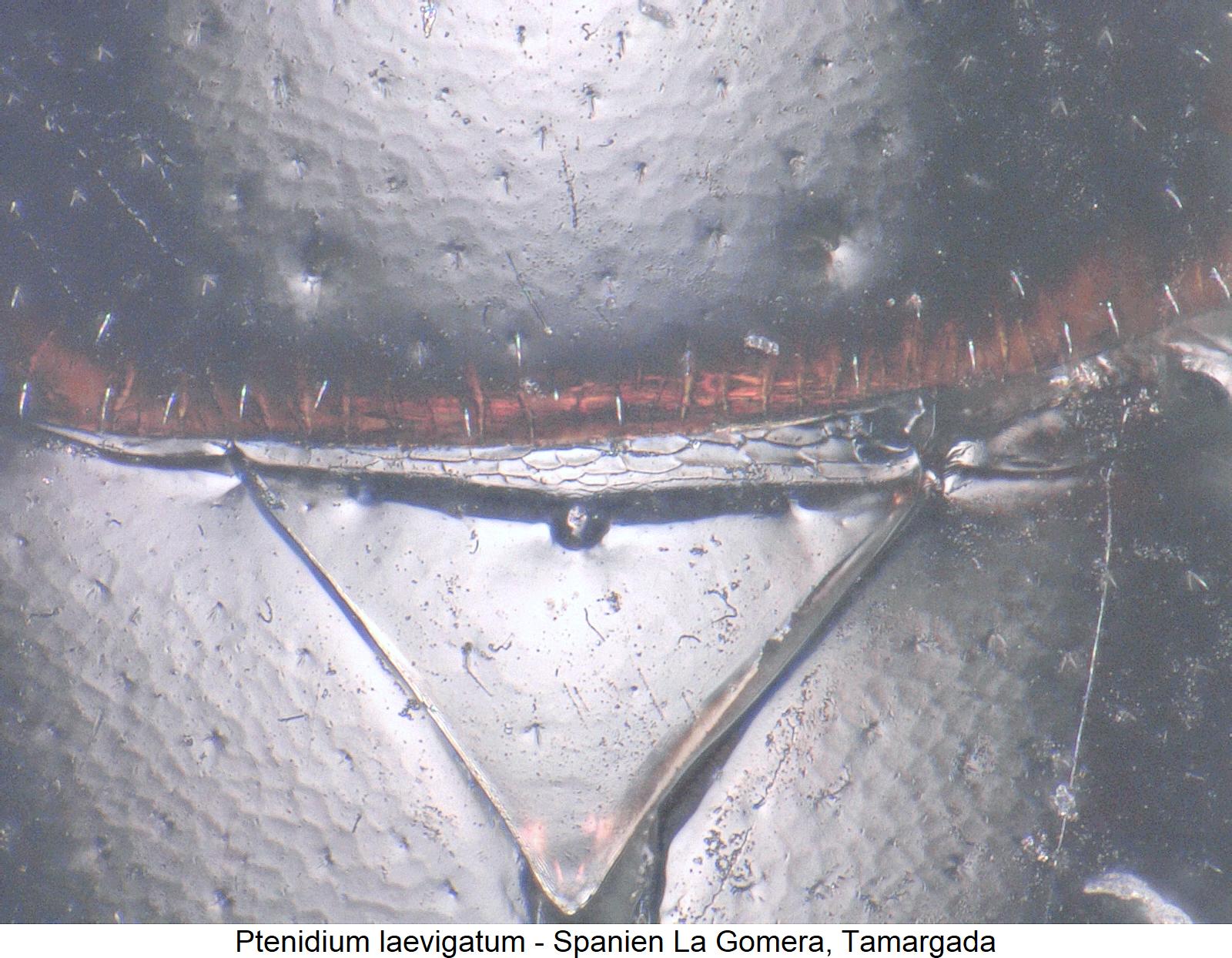 ptenidium_laevigatum_scut.jpg