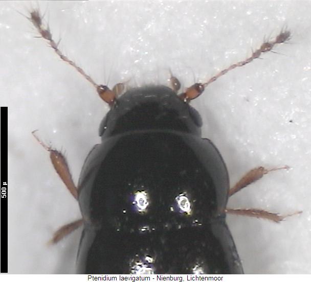 ptenidium_laevigatum_vk.jpg