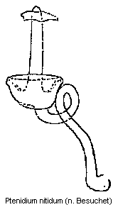 ptenidium_nitidum_sperm.gif