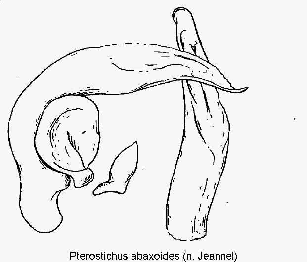 pterostichus_abaxoides.gif