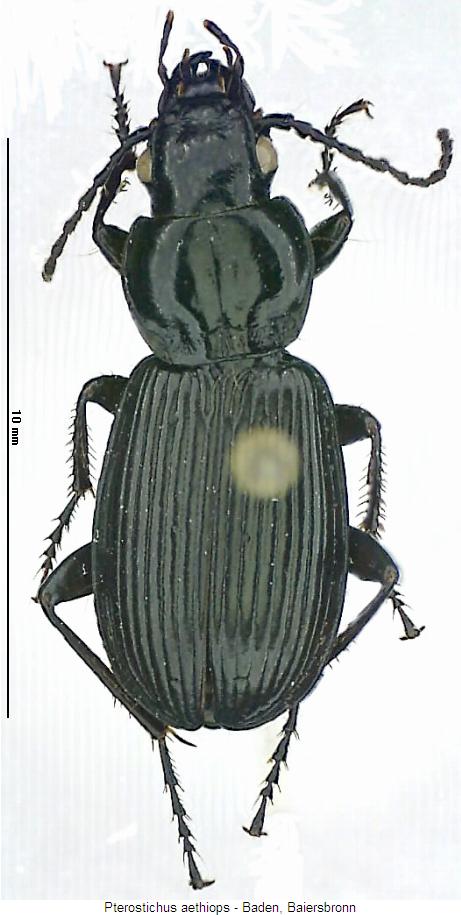 pterostichus_aethiops_hab.jpg