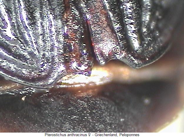pterostichus_anthracinus_fld.jpg
