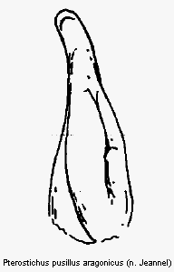 pterostichus_aragonicus.gif
