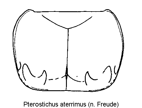 pterostichus_aterrimus_hsch.gif