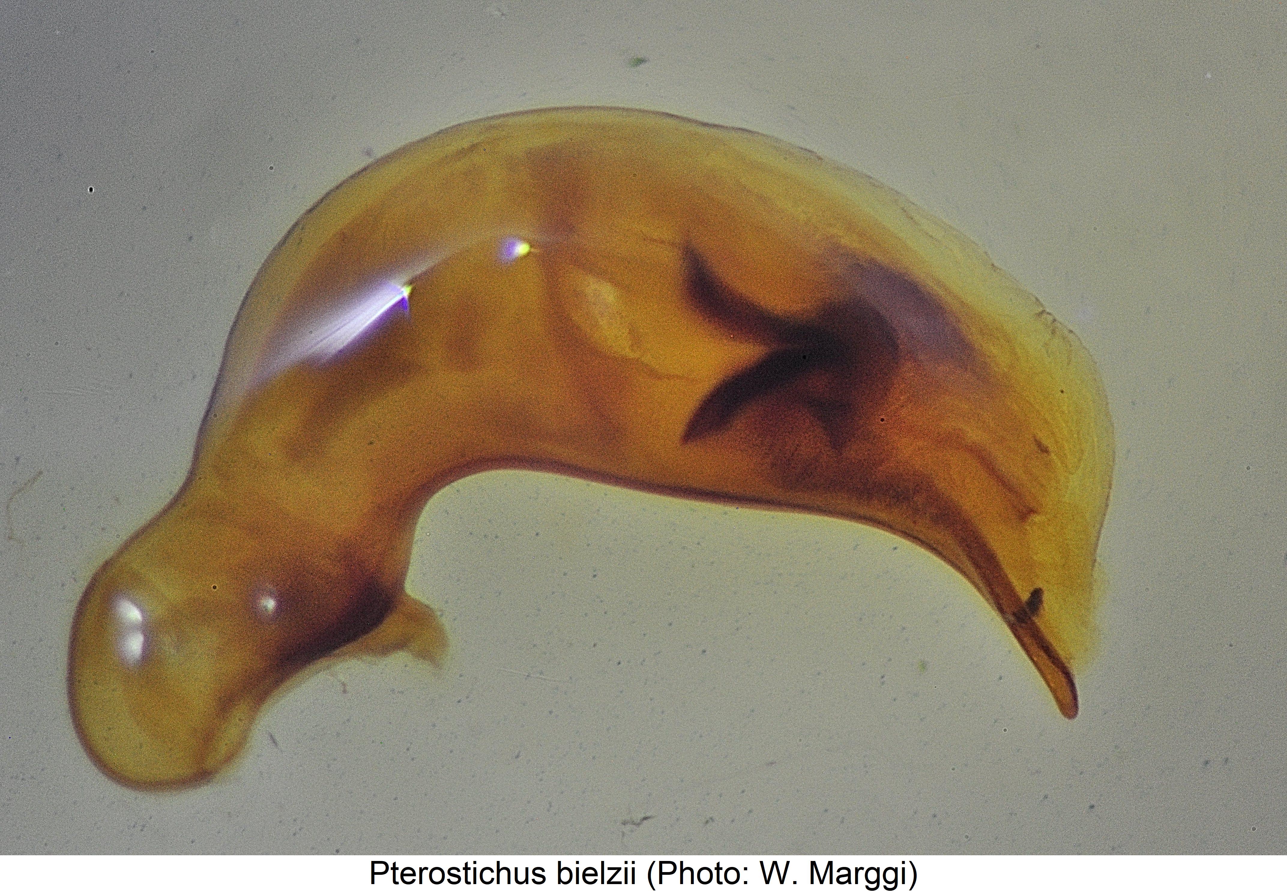 pterostichus_bielzii.jpg