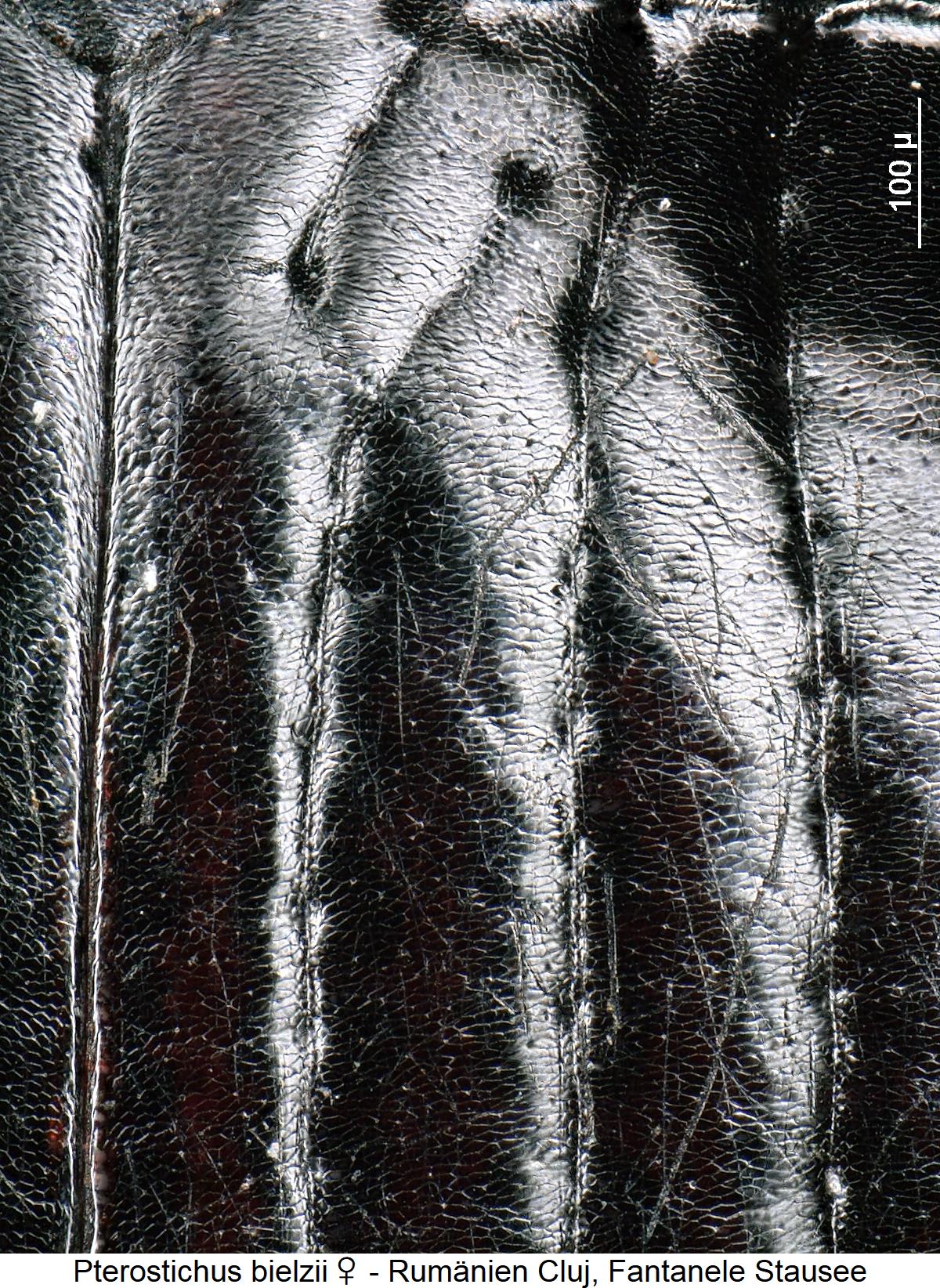 pterostichus_bielzii_w_ms.jpg