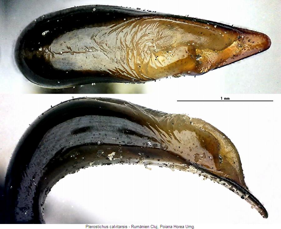pterostichus_calvitarsis.jpg