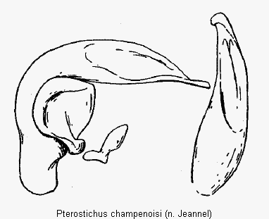 pterostichus_champenoisi.gif
