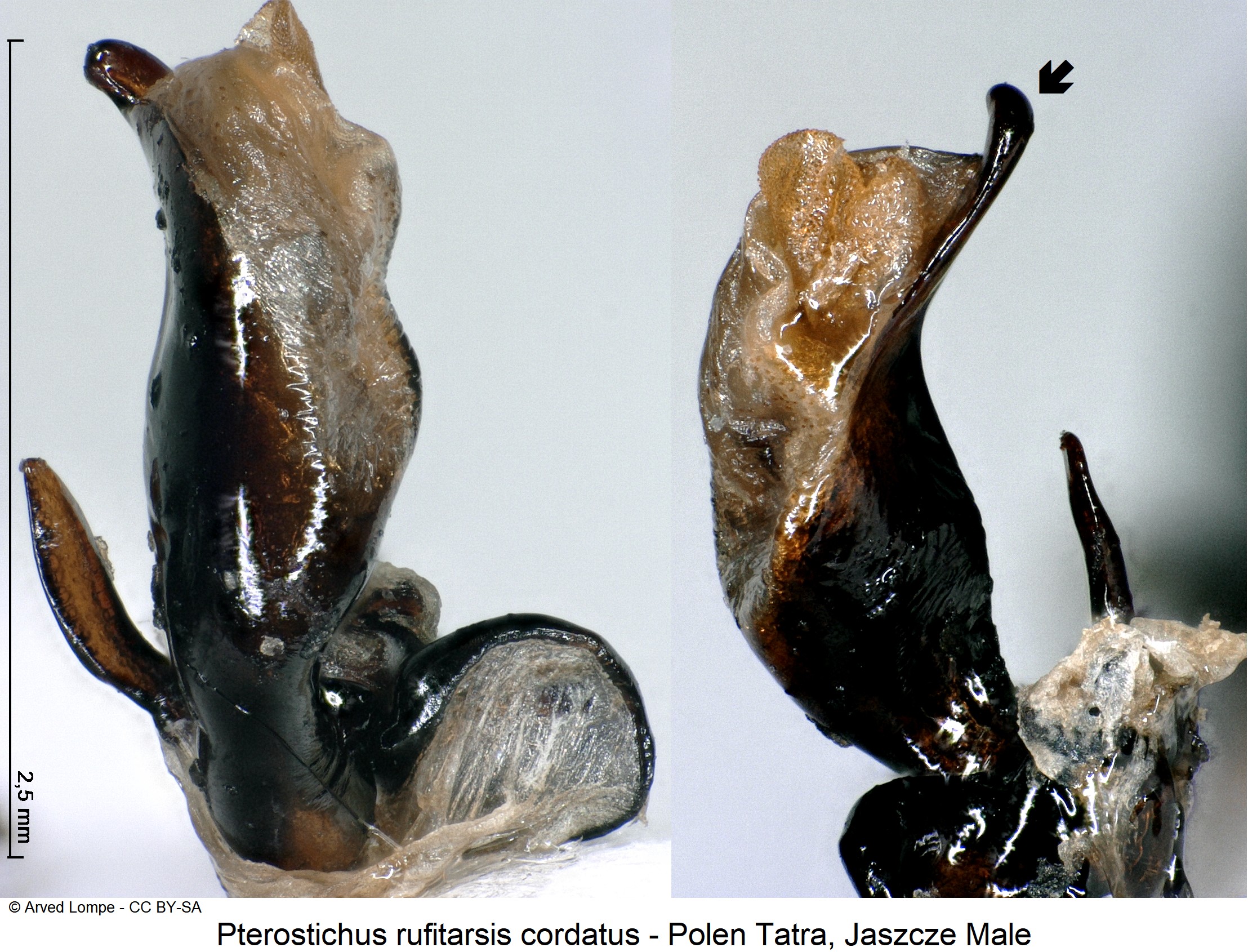 pterostichus_cordatus_ck33276416.jpg