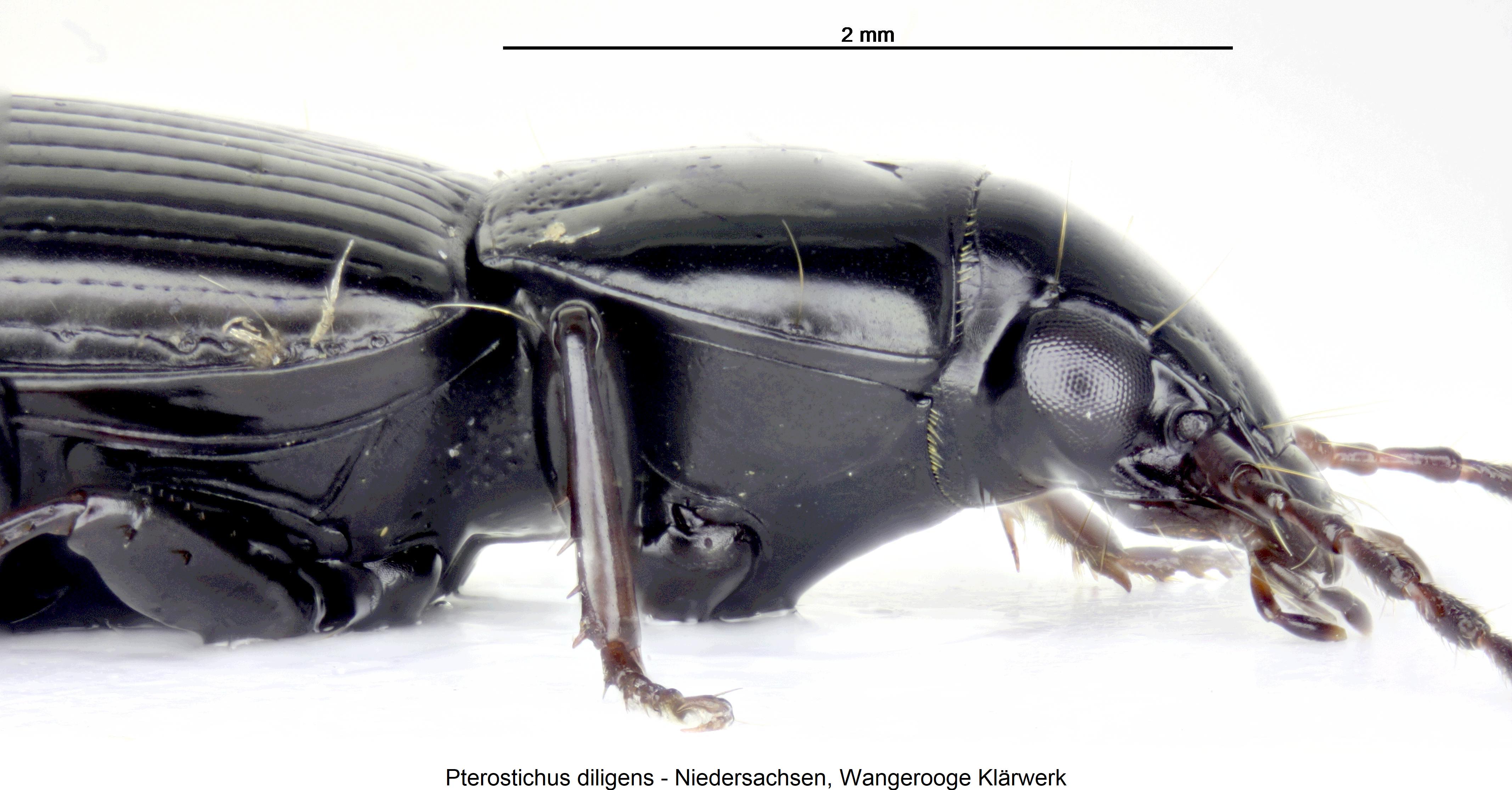 pterostichus_diligens_sa.jpg