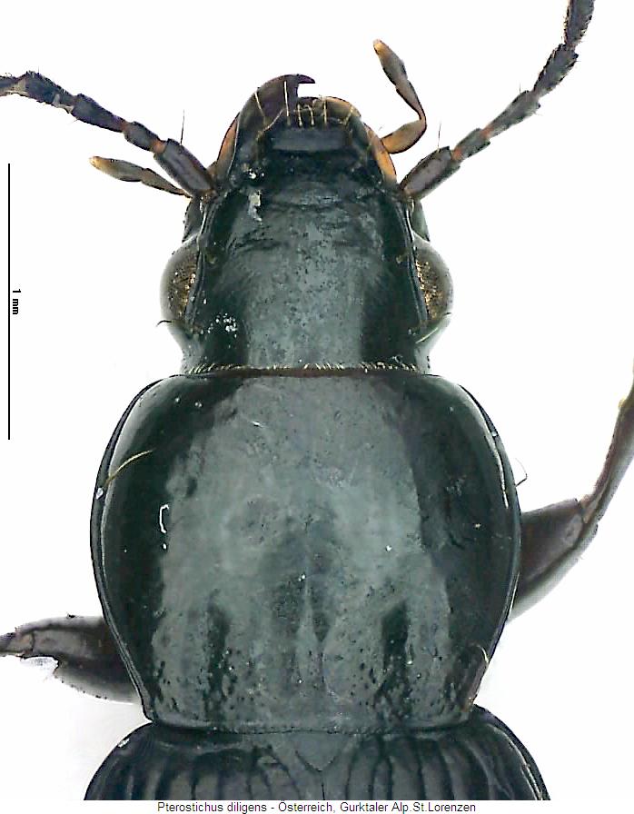pterostichus_diligens_vk.jpg