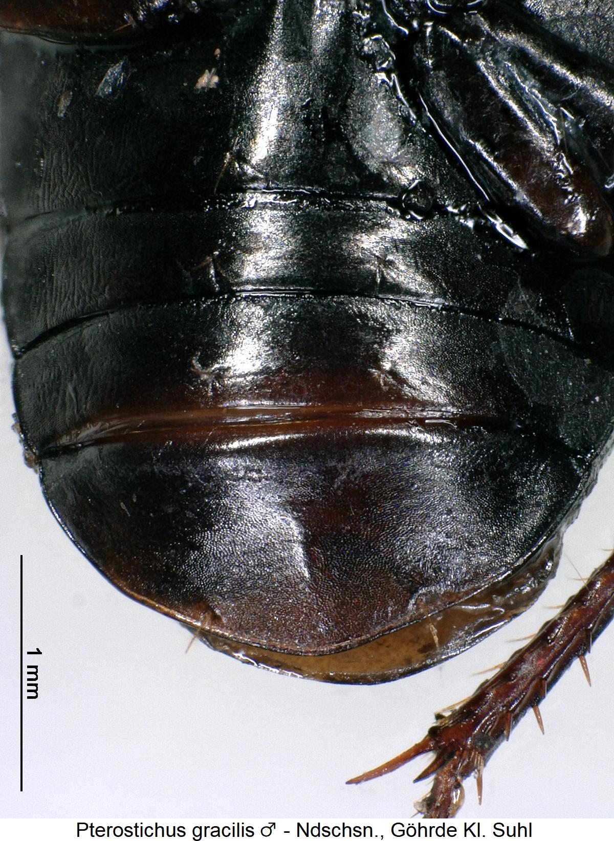 pterostichus_gracilis_m_abd.jpg